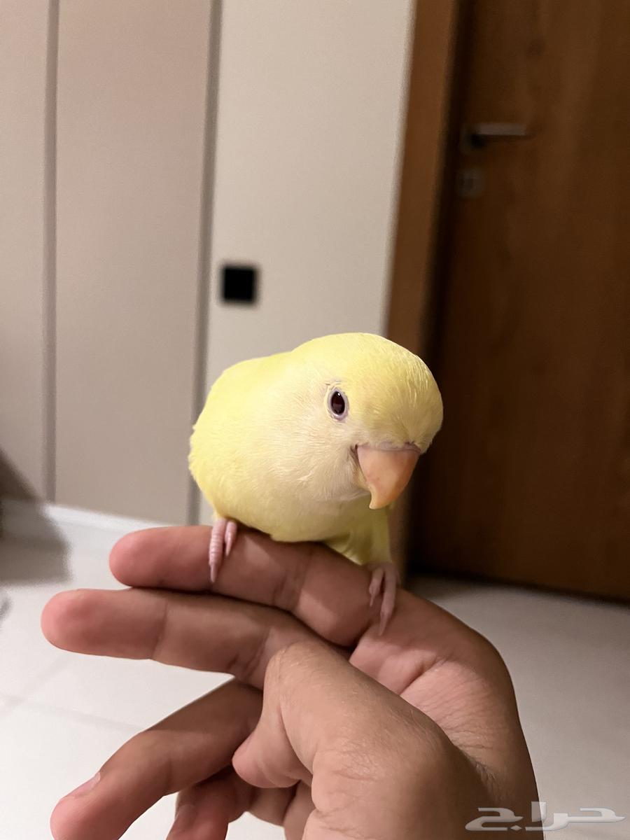 روز اليف جدا  و هدد داخلي وخارجي64552277712129113