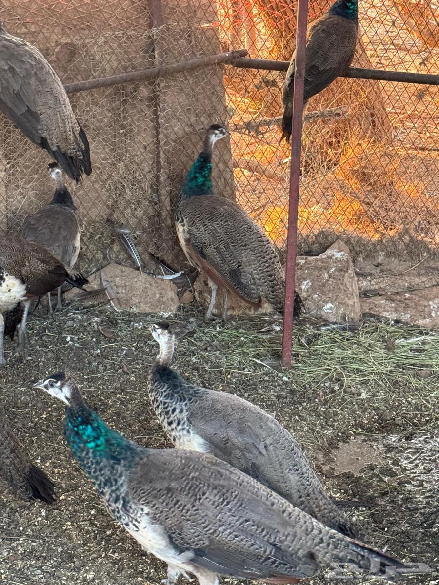 Peacocks64548702883330112