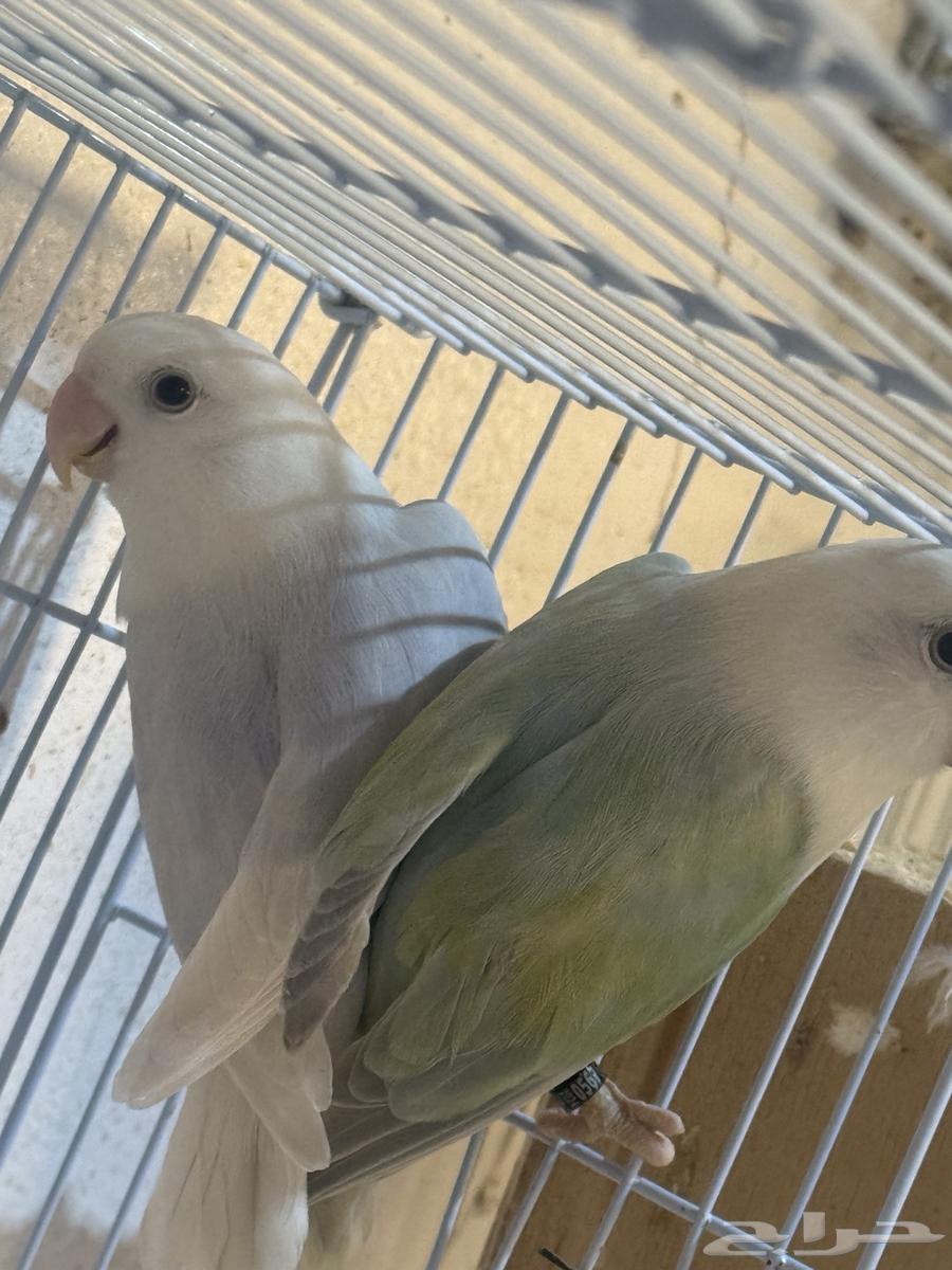 للبيع جوزين روز64544877390210111