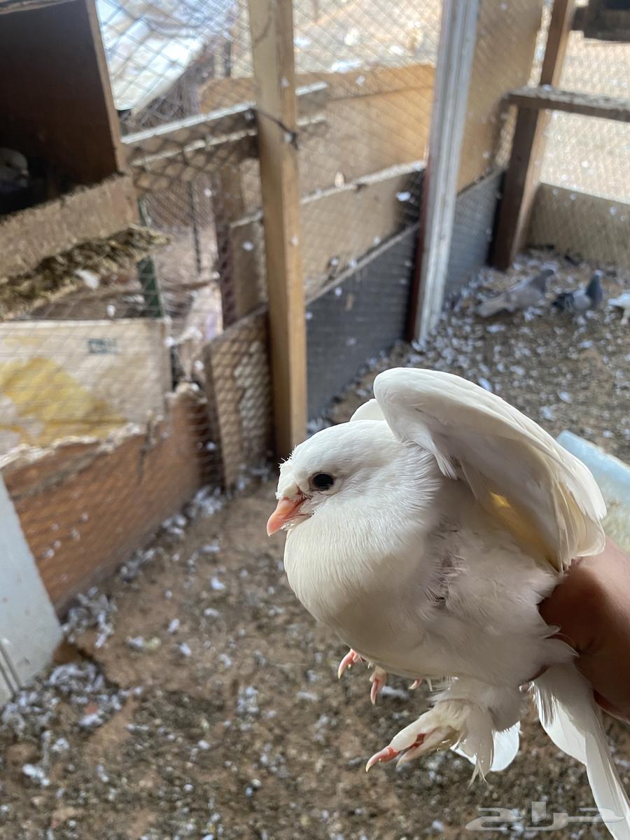 السلام عليكم. يوجد لي طبات اخوان بيض عمره شهر وصحه ممتازه64545475548418114