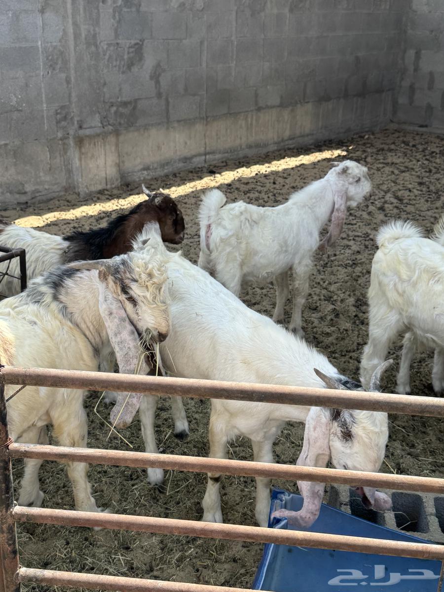 Tayos64470773037185113