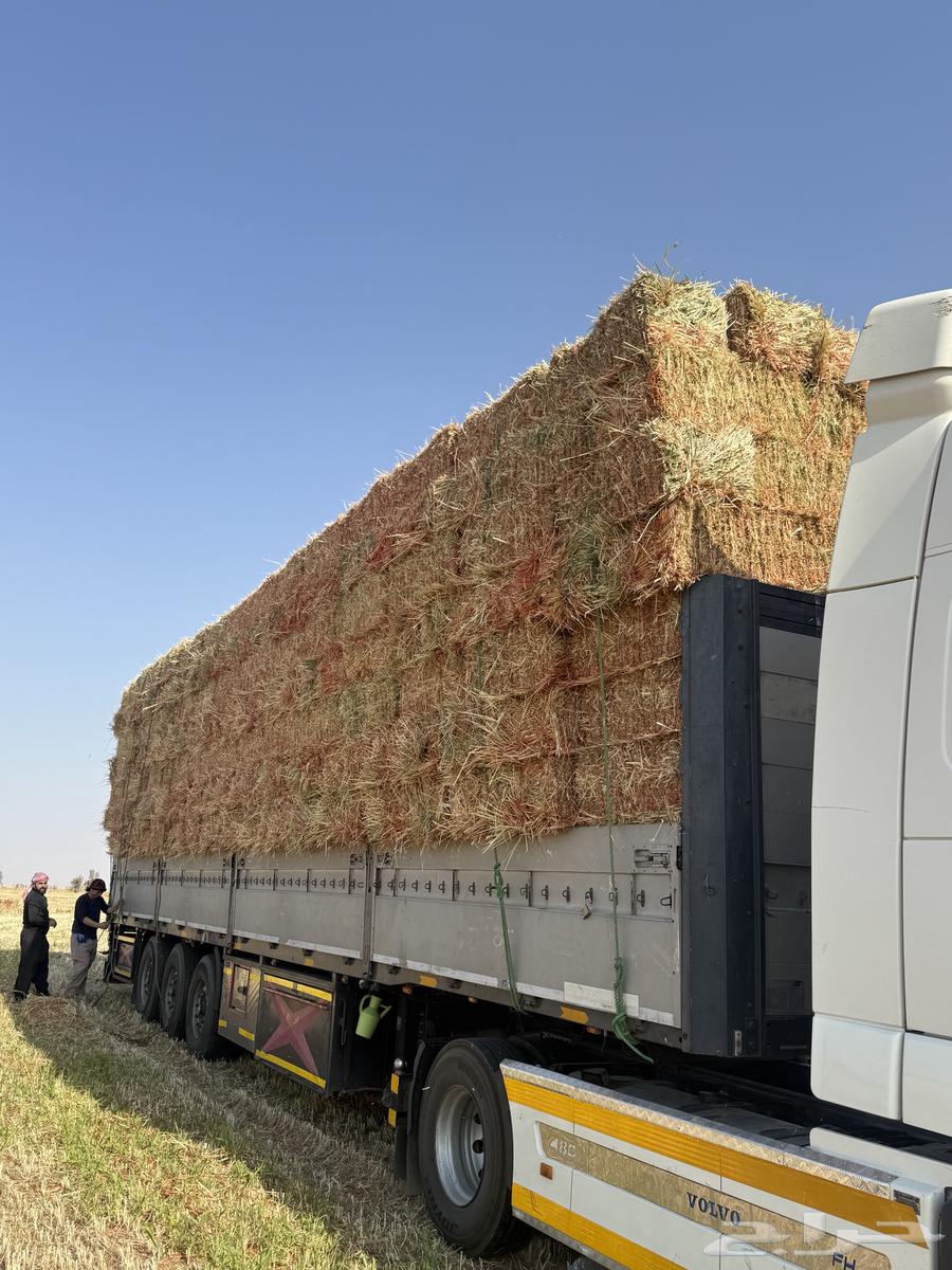 ذره جيزانيه ناعمه والشد 85 الذره شكل ولون ونعومه رقم واحد64544241358721110