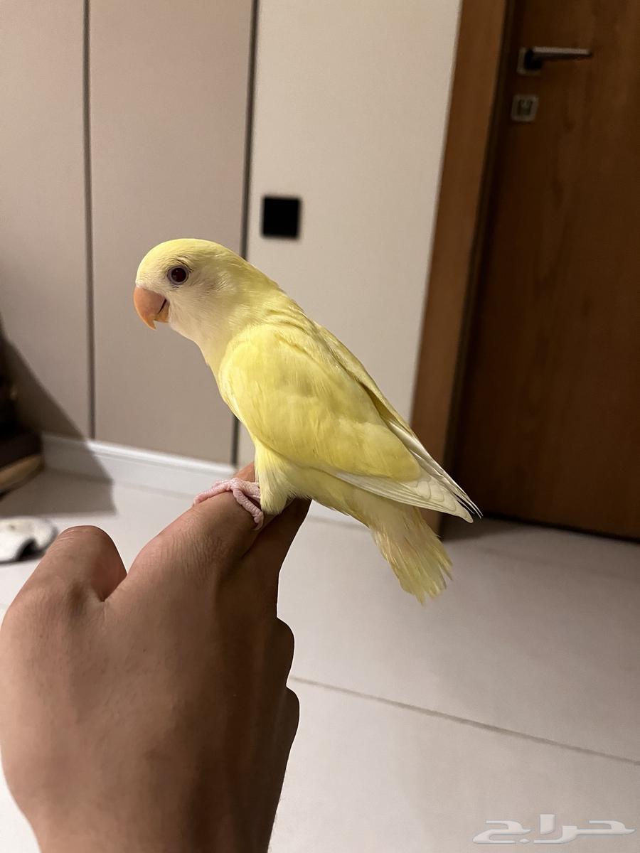 روز اليف جدا  و هدد داخلي وخارجي64552277712129111