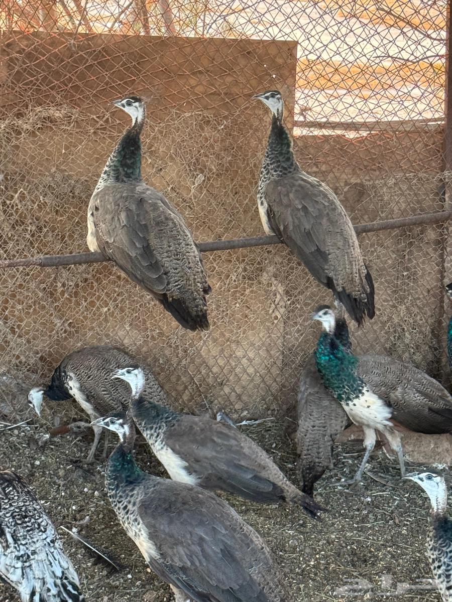 Peacocks64548702883330111