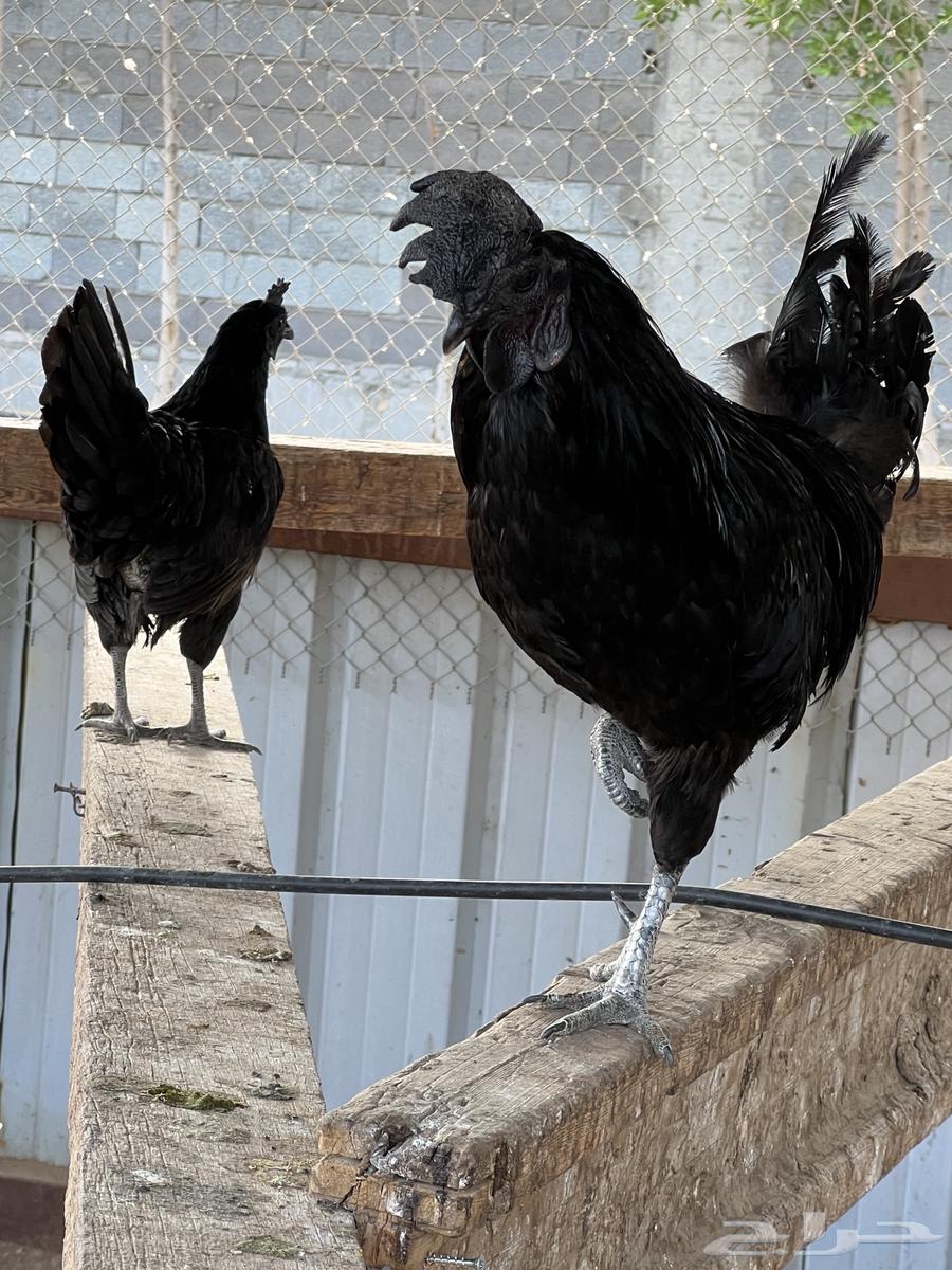 دجاج إندونيسي سومطرا بياض64546498490627114