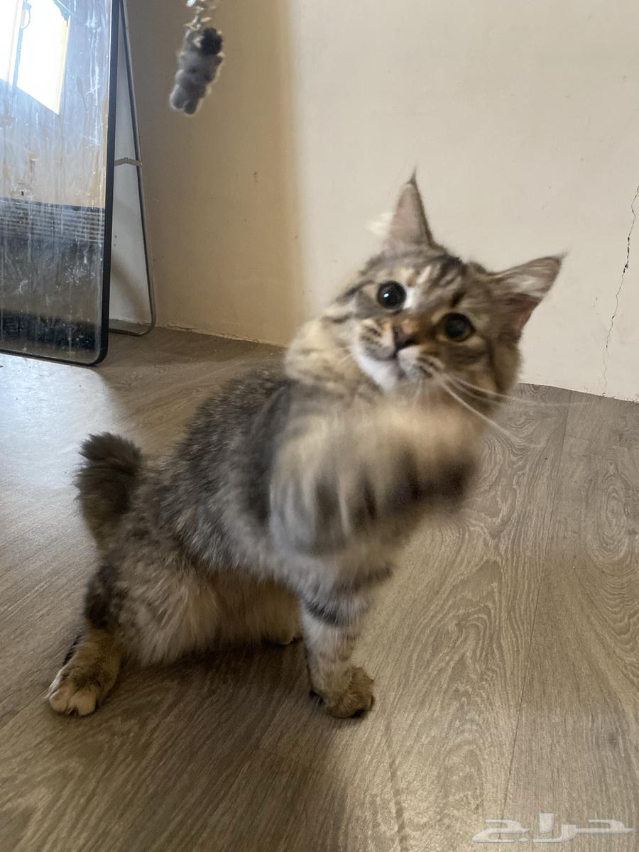 قطه للبيع64547332581122113