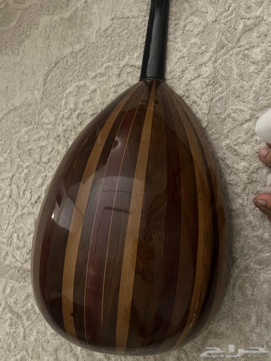 عود مصري للبيع64550661681281112