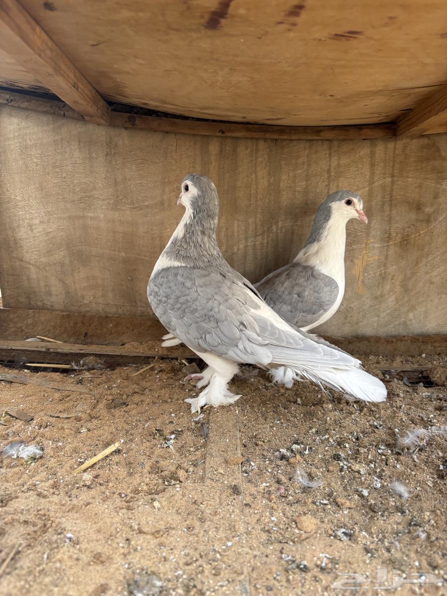 للبيع حمام جوز64552363385729112