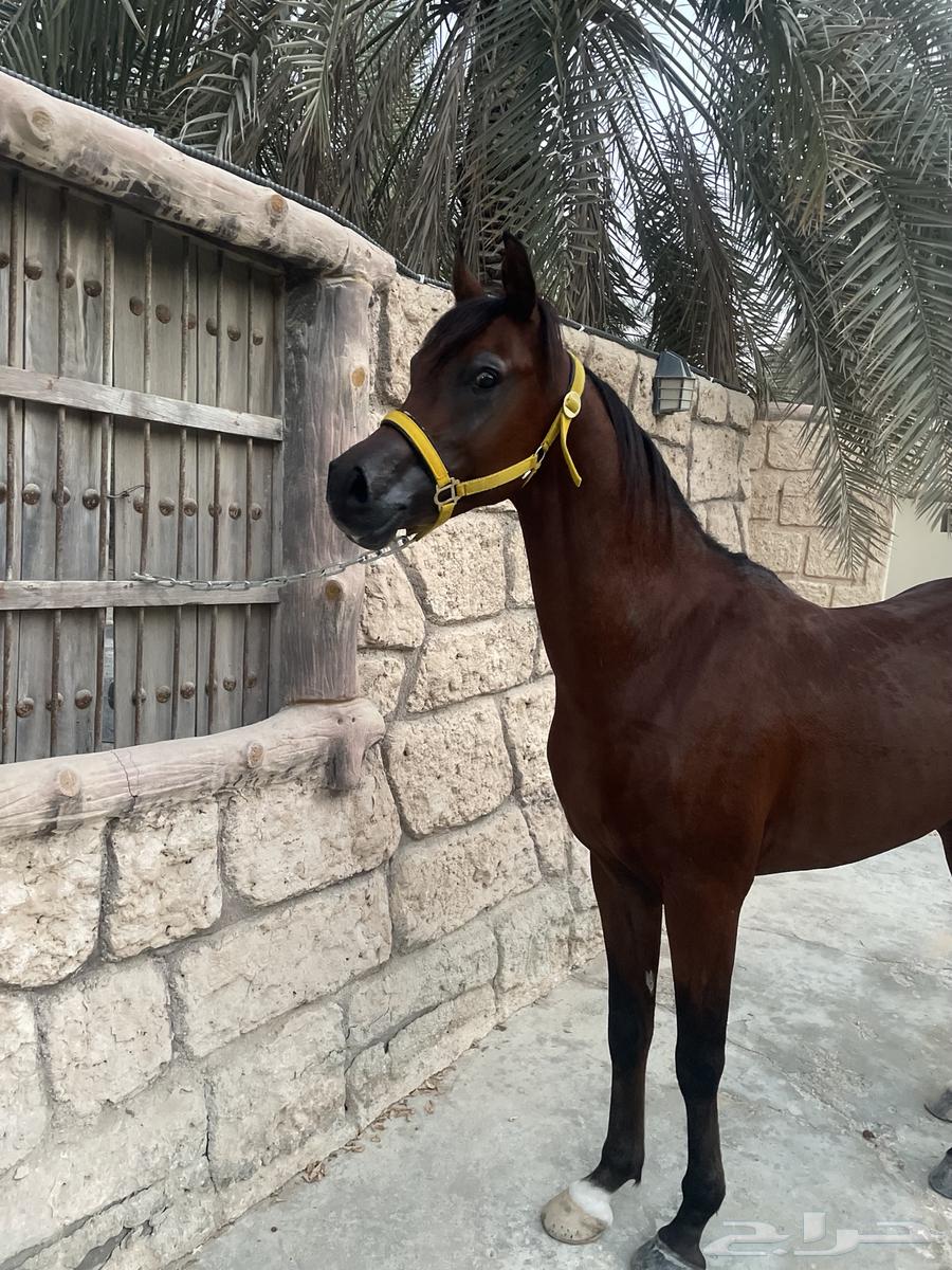 حصان واهو ولد كنز البداير64552434751363111