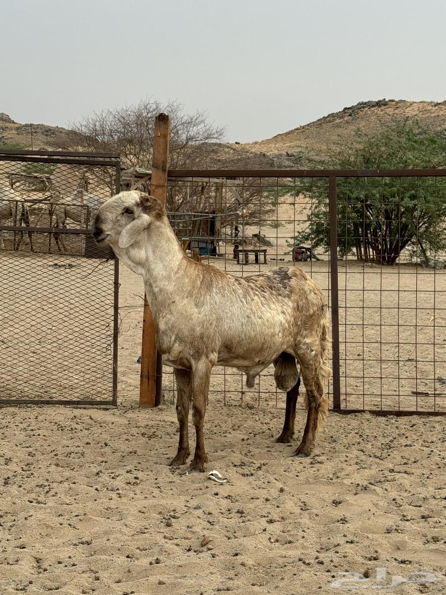 فحل سواكن درماني64547026697603112