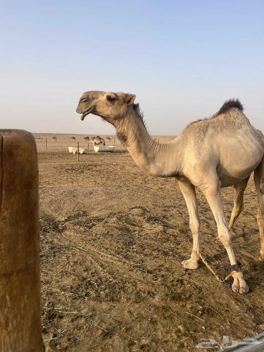 For sale, a good-natured camel stallion, two years old64547179669251111