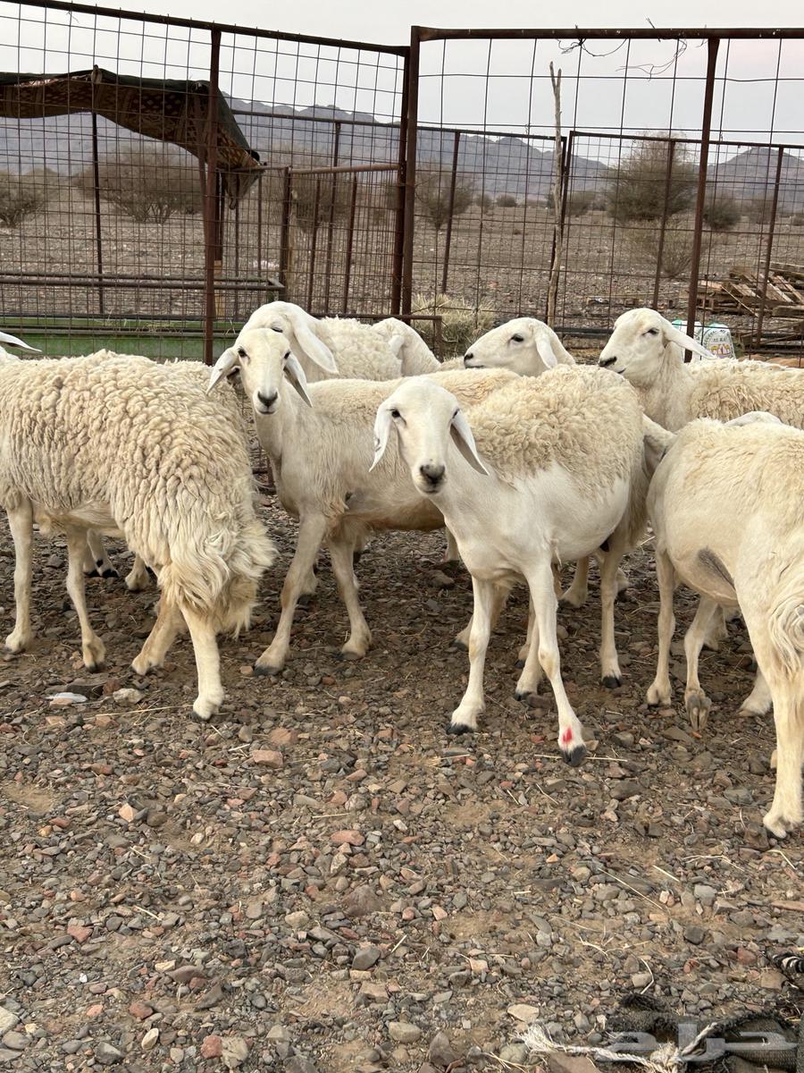 رخال حرش صنف (( تم البيع ))64551791492483112