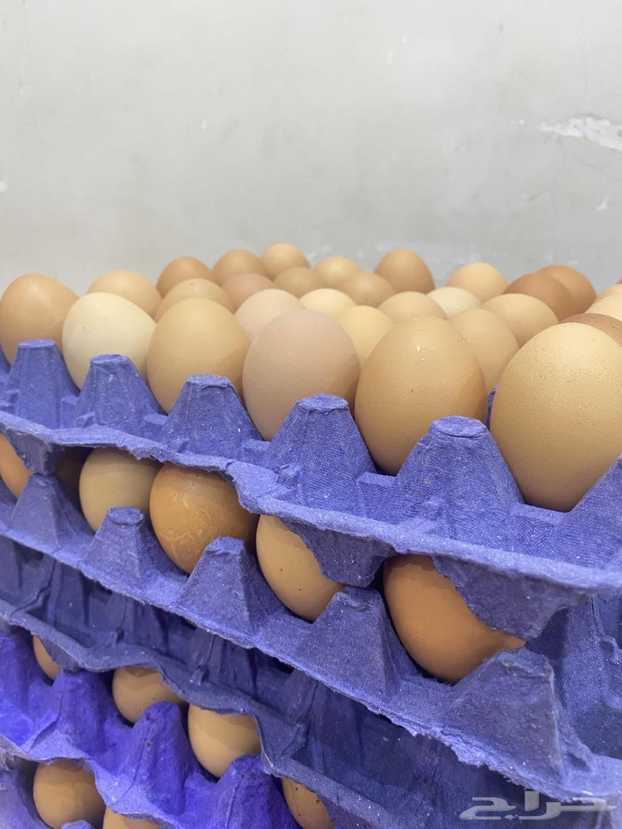 بيض عضوي للبيع64546377743491110