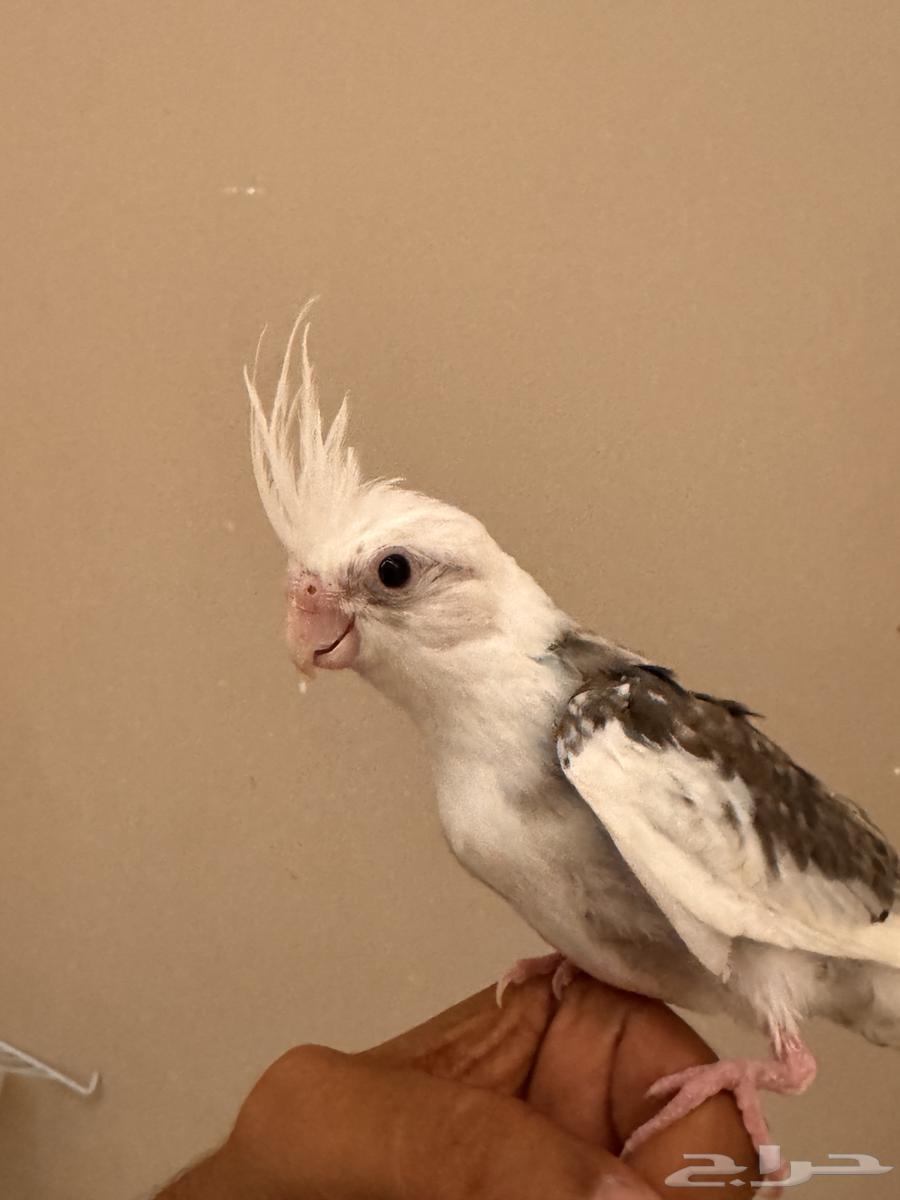 فرخين كروان64550732958083110