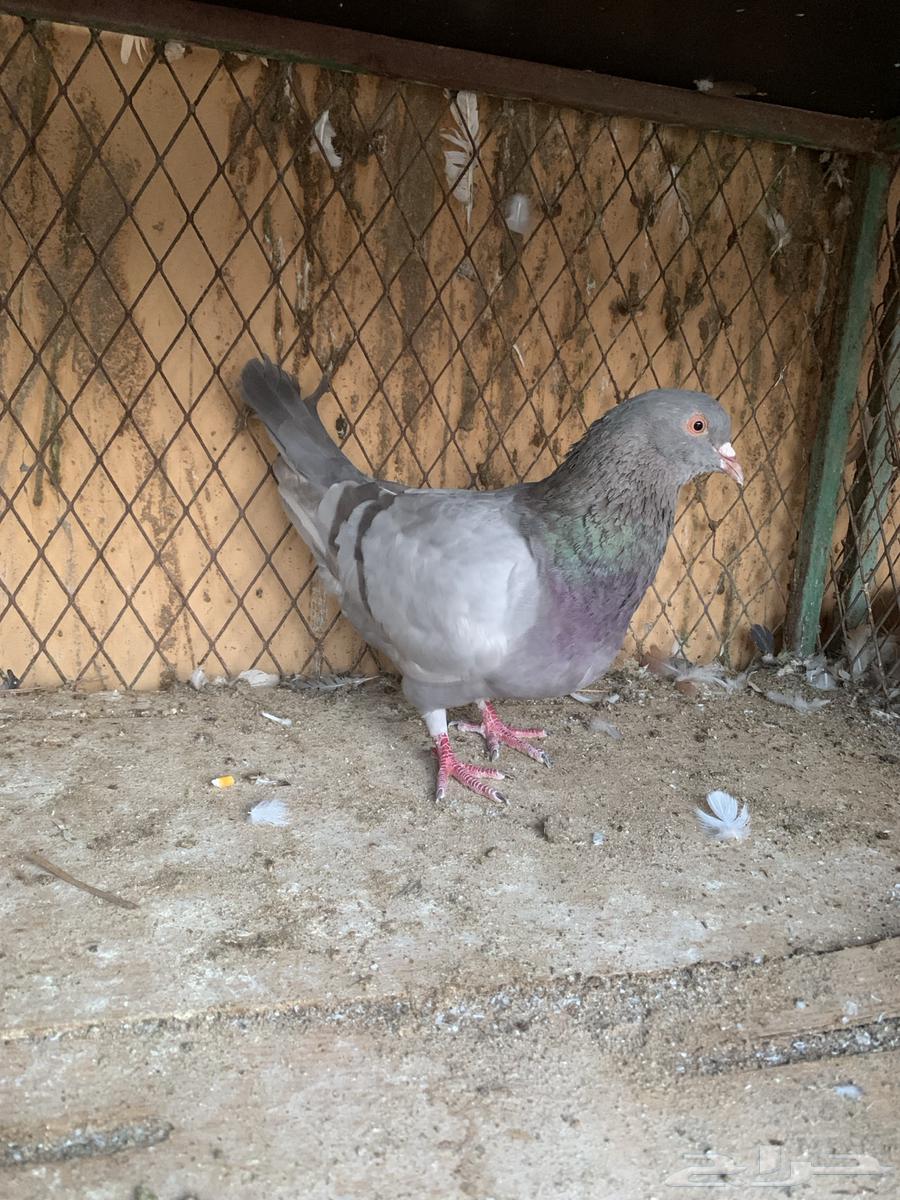 ذكر سلفر جرم طيب منتج64547110334466110