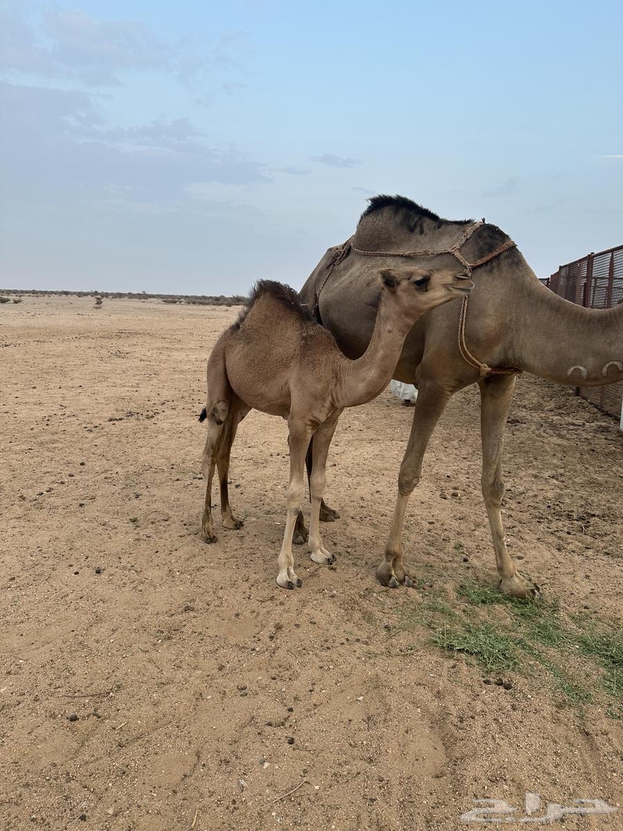 قعود للبيع على الحليب64550113787011110