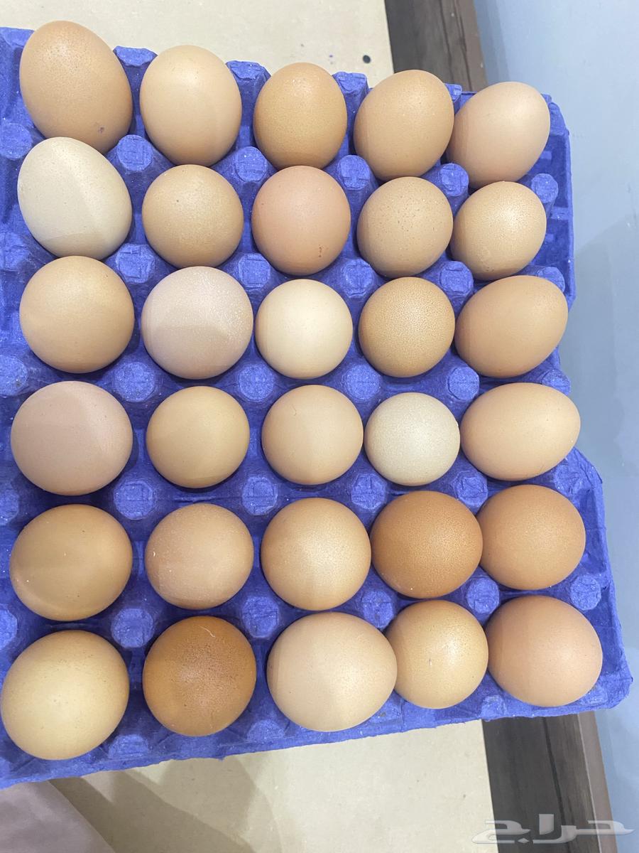 بيض عضوي للبيع64546377743491112