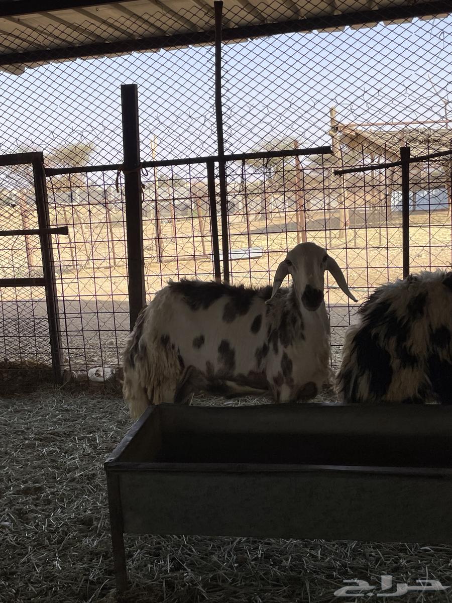 رخال ثنوات دفيع شرط سونار64549959368706111