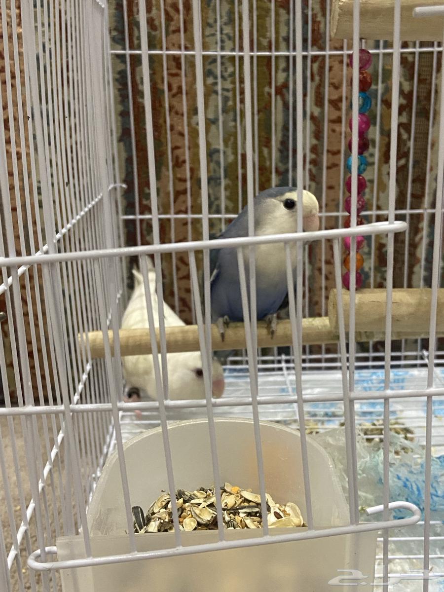 روز للبيع64547013128707111