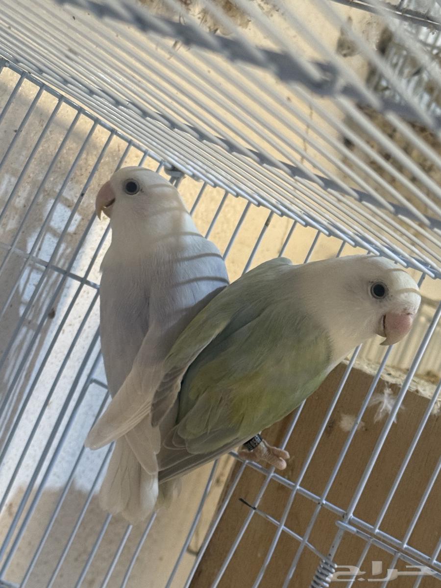 للبيع جوزين روز64544877390210112