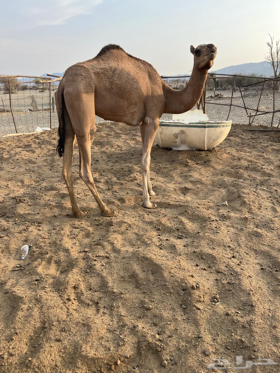 للبيع بكره لقيه64551632912386114