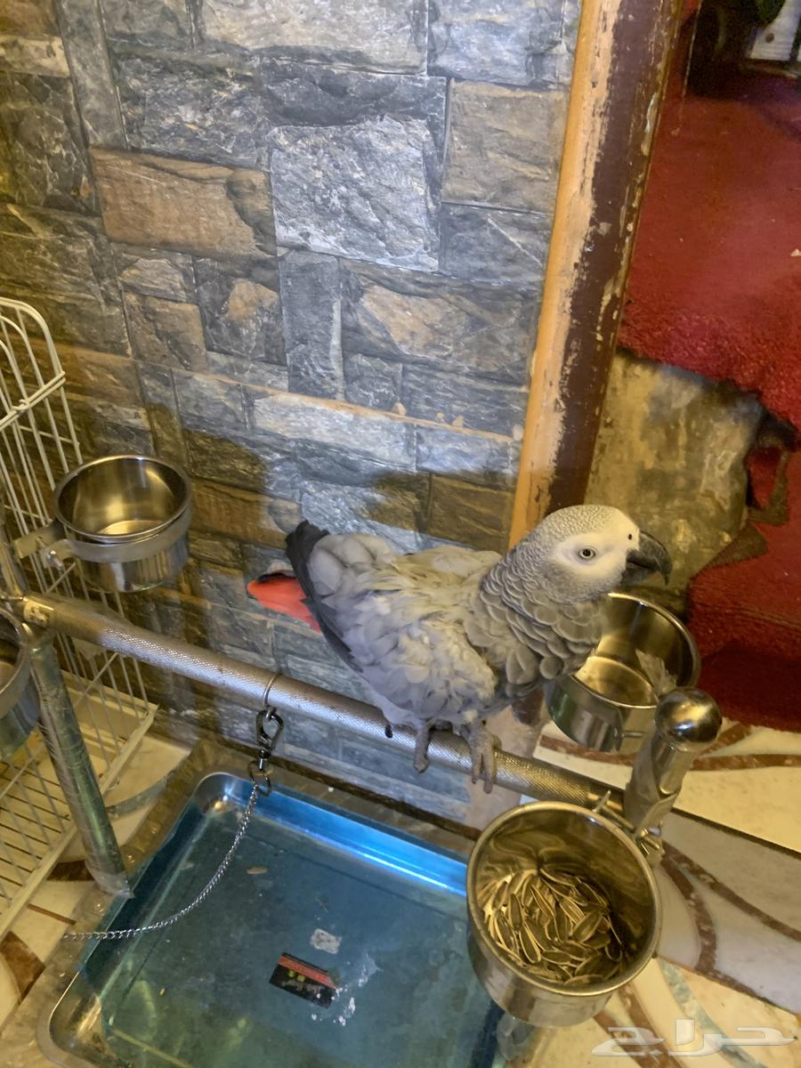 Casko for sale64551405652355111