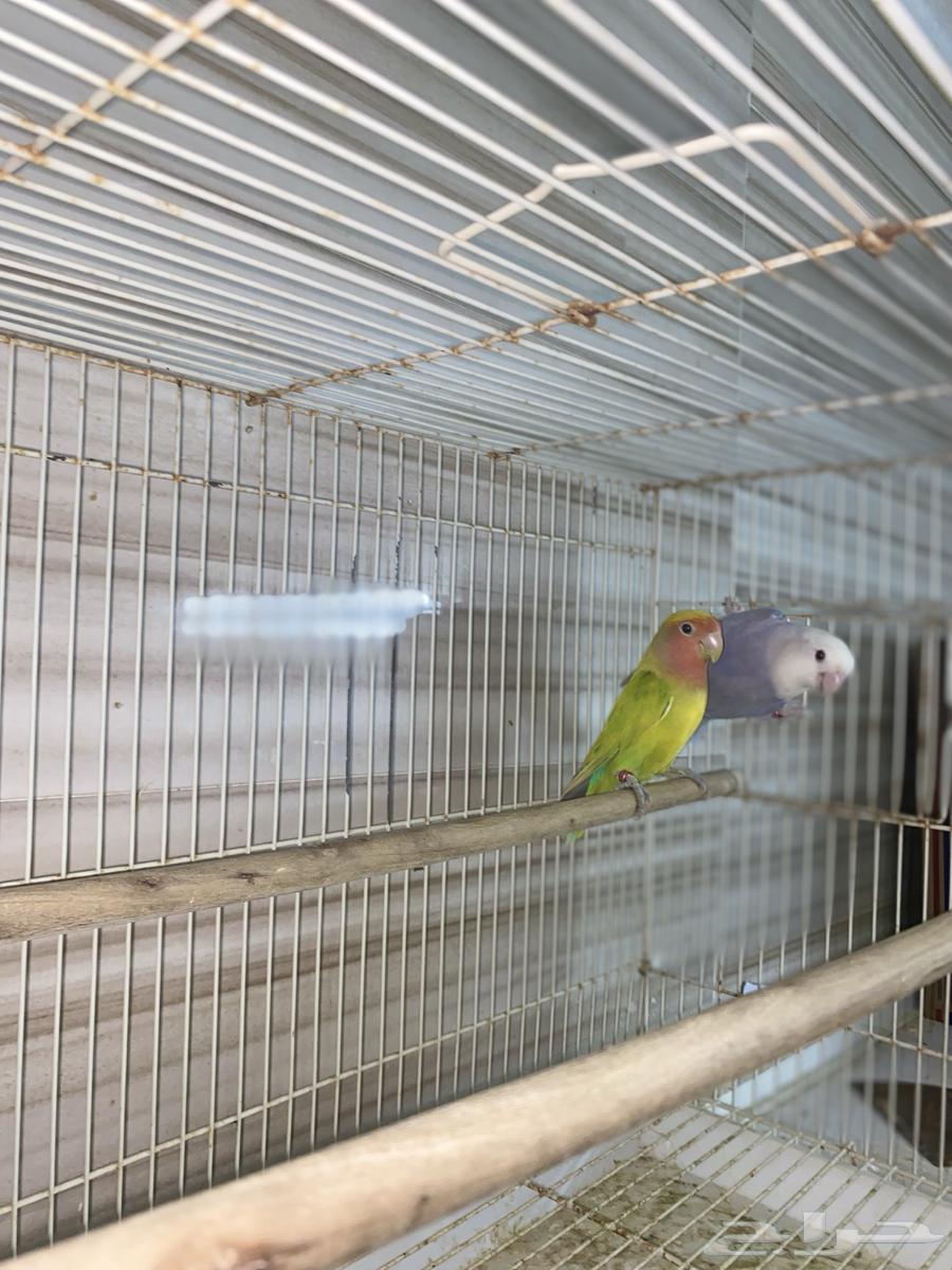 Rose marriage, product on condition, previously produced, health 100, price 55064550275357569110