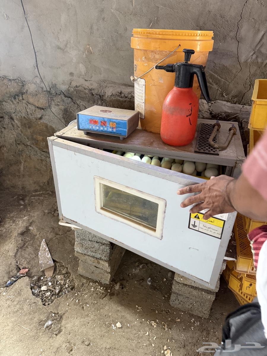 فقاسة للبيع تأخذ 180بيضة64548168563075112