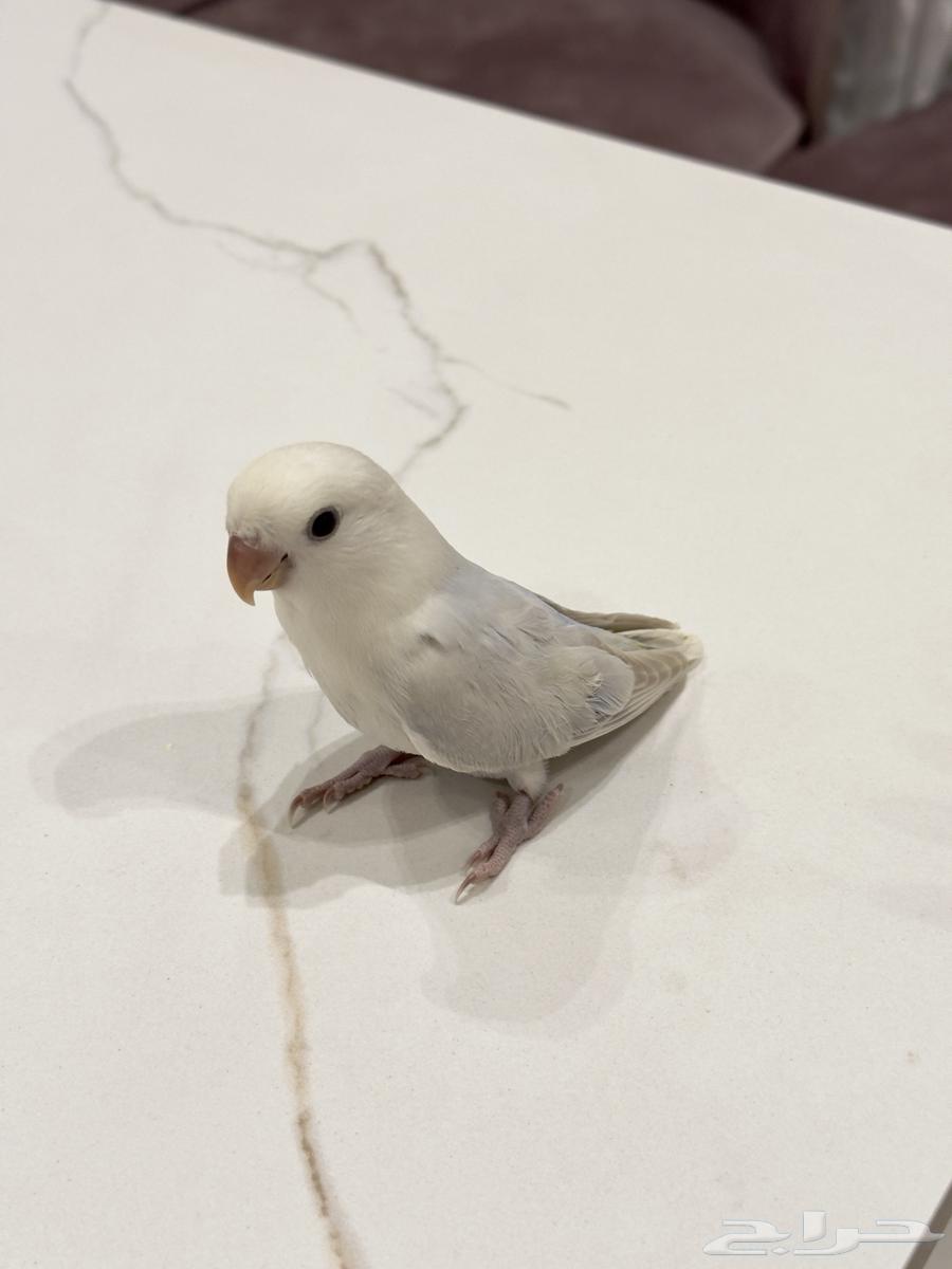 للبيع طير روز64548098532227113