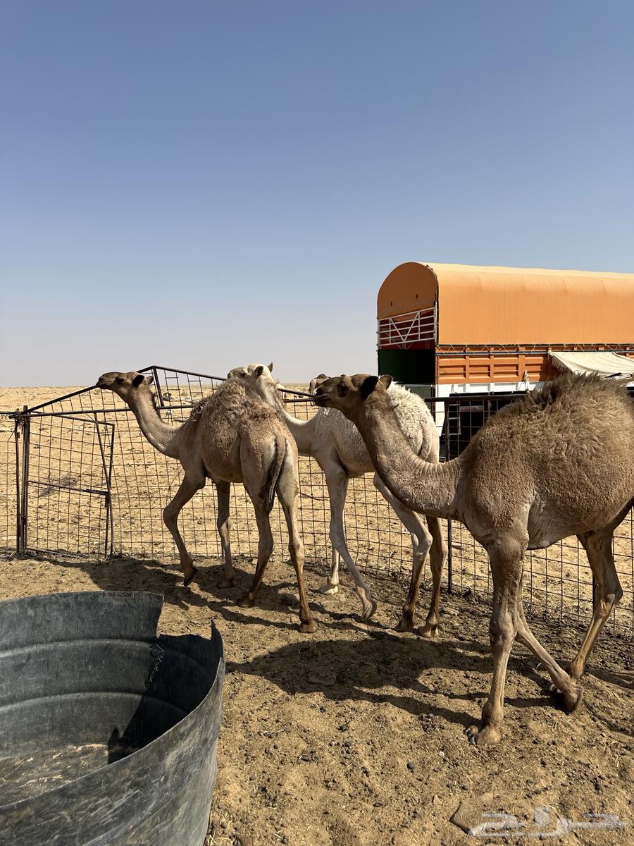 للبيع 6 قعدان اعمارهن من 6 شهور إلى 9 شهور سليمان شرط64548126580482113