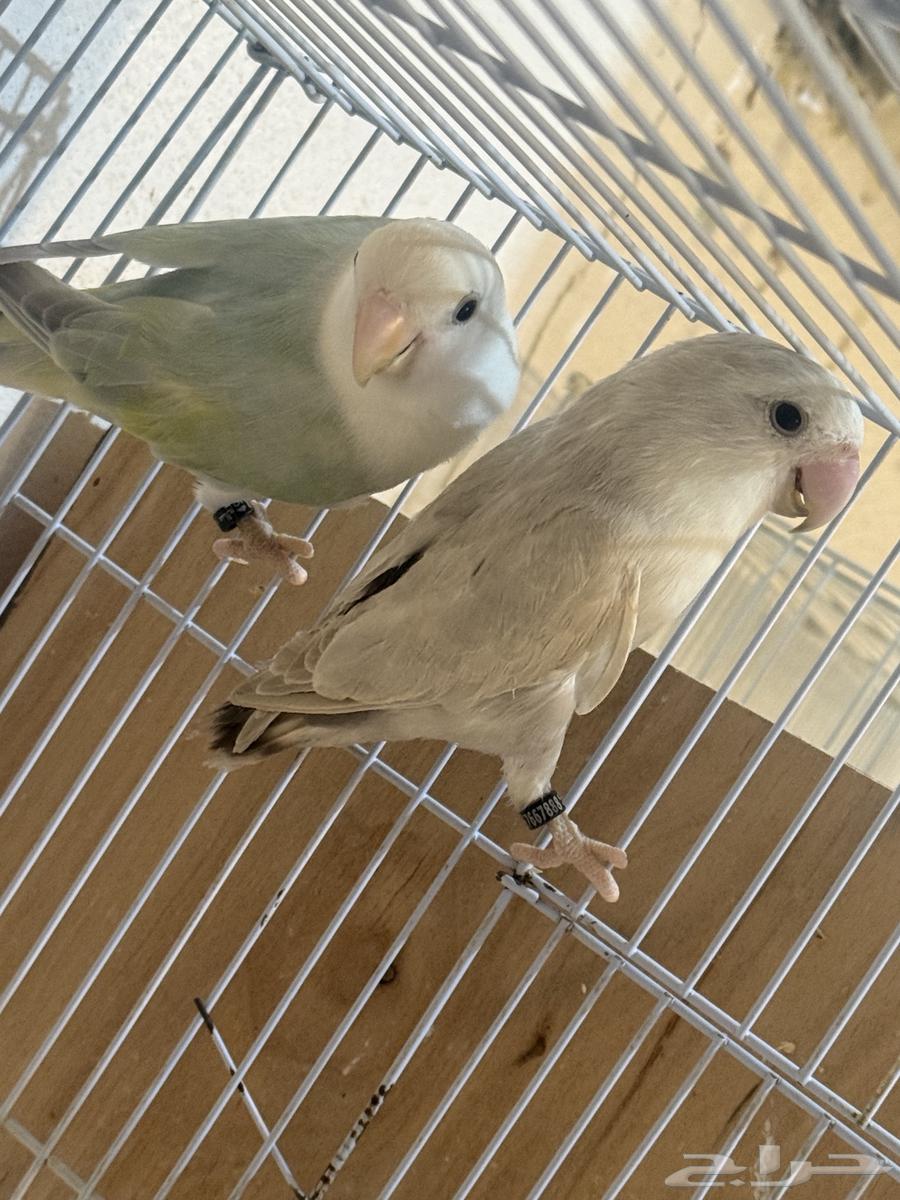 للبيع جوزين روز64544877390210114