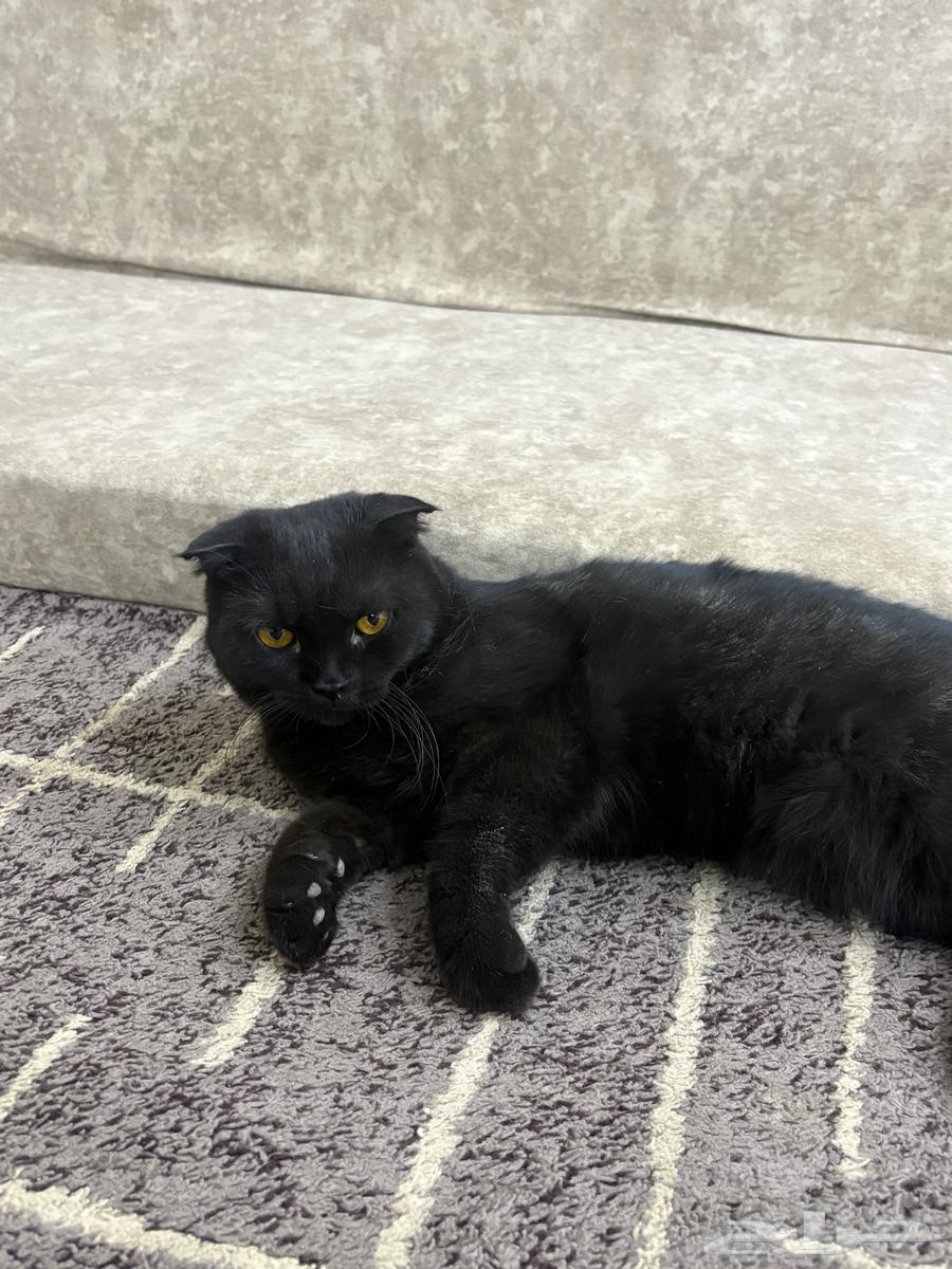 قطط سكوتش للبيع64547846907395110