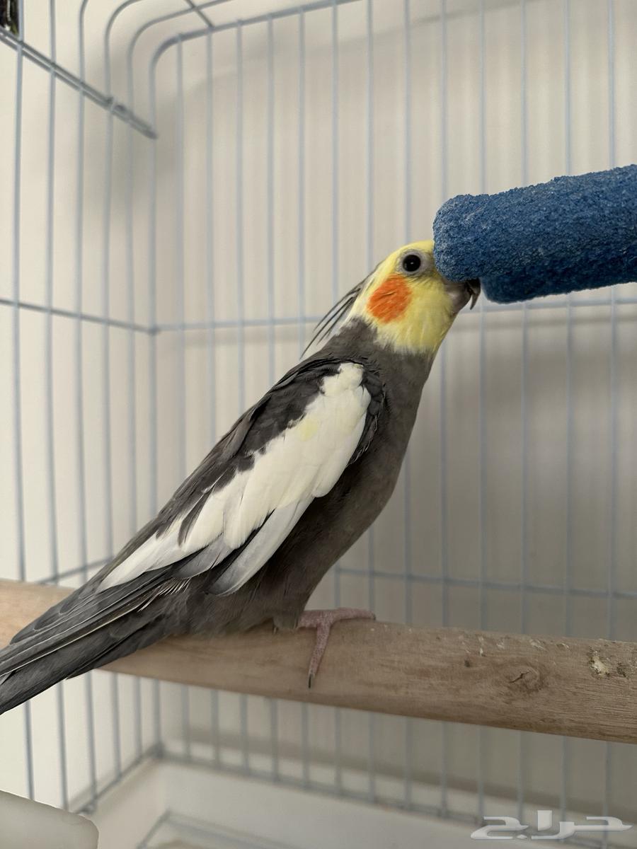 Crown Bird64547291247489110