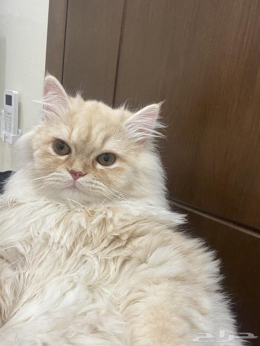 قطة للبيع64552463019651112