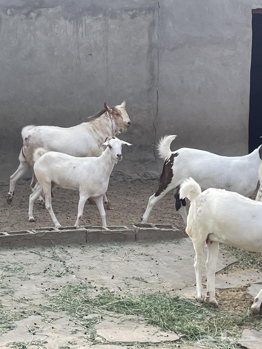 تيس للبيع64549303518723110