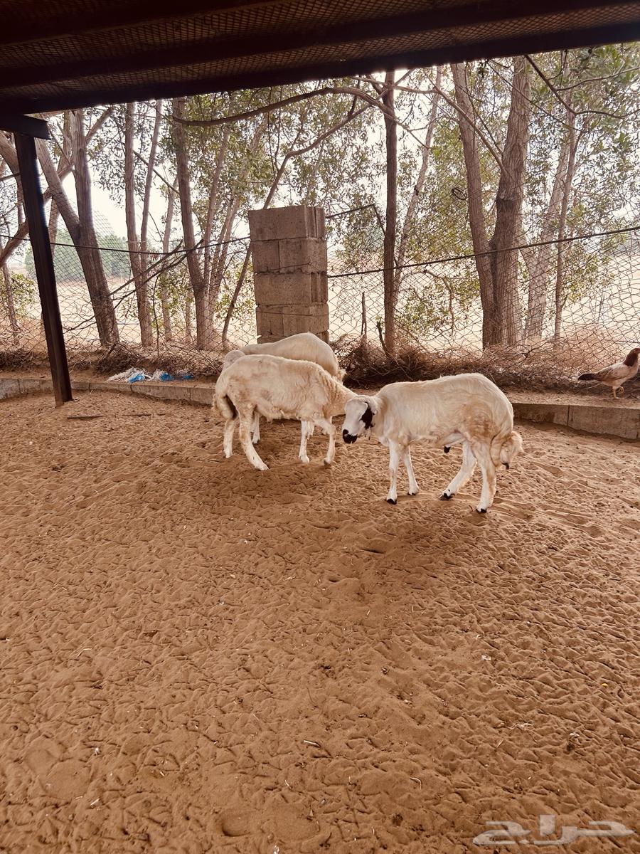 طليان64551661721346113