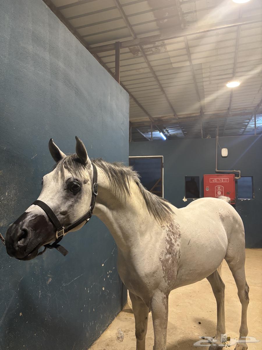 Al-Khayl Sha3bi Sheikha64549149228419111