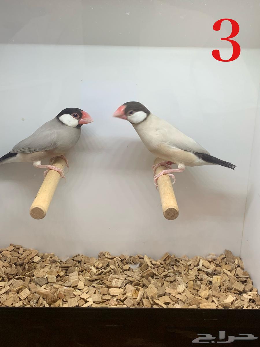 ( تم البيع ) الجوز جاوا فنش فاون و اقات نورمل64548364548355112