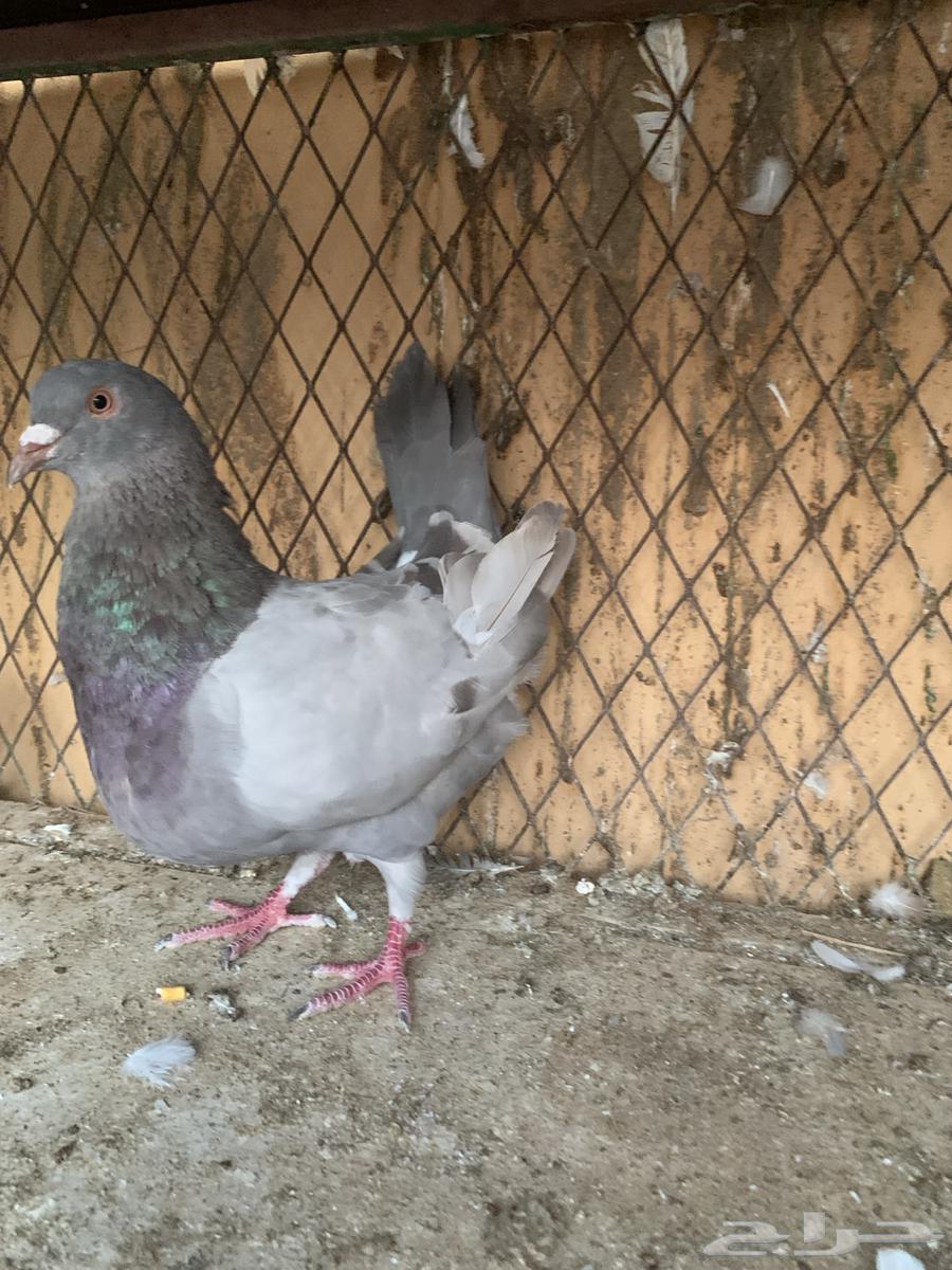 ذكر سلفر جرم طيب منتج64547110334466111