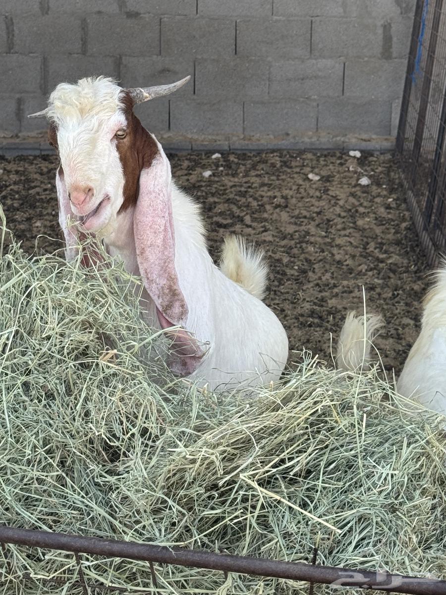 Tayos64470773037185114