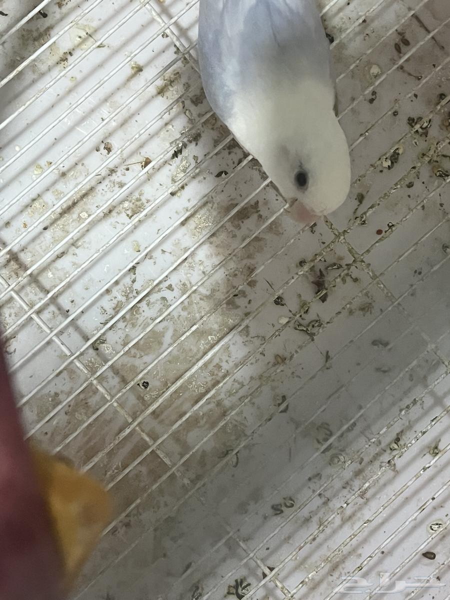 للبيع روز ذكر64550232104834110