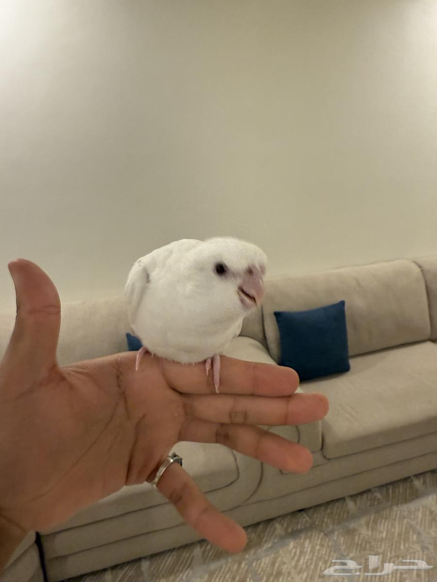 فرخ كروان( تم البيع )64550761098881111