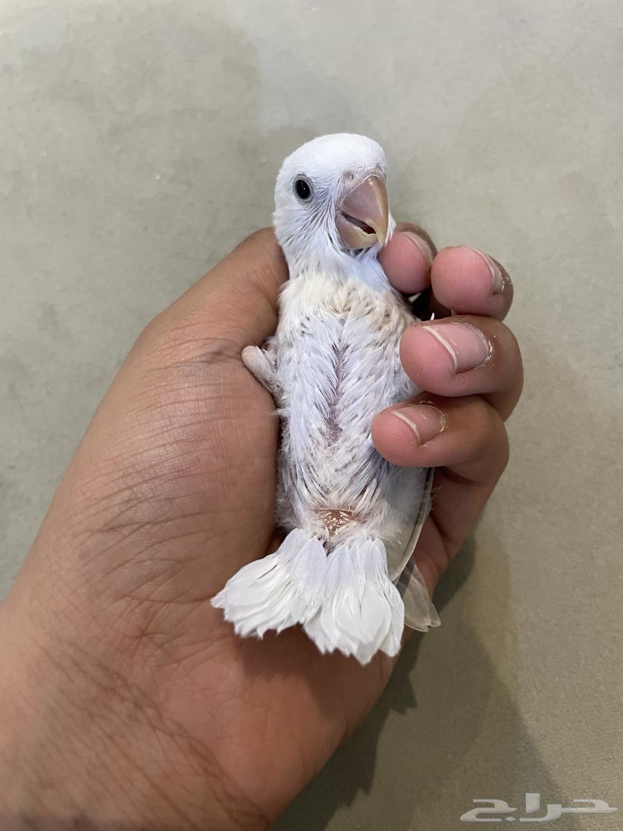 فرخ روز (تم البيع )64547457339905111