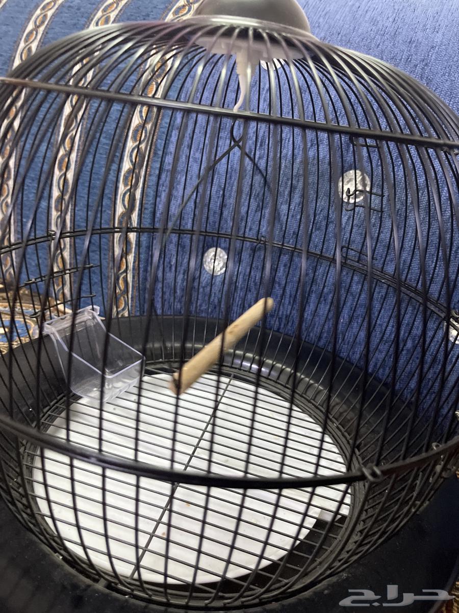 قفص طيور64549556669187110
