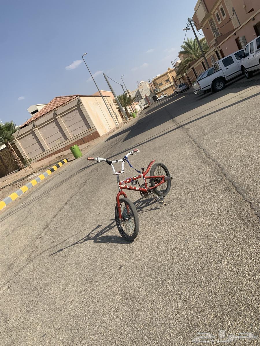 كوبرا للبيع64546158780418113