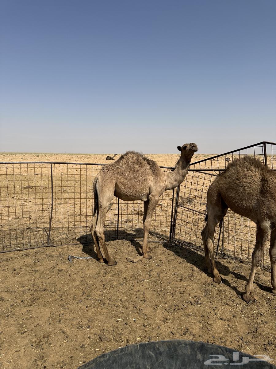 للبيع 6 قعدان اعمارهن من 6 شهور إلى 9 شهور سليمان شرط64548126580482114