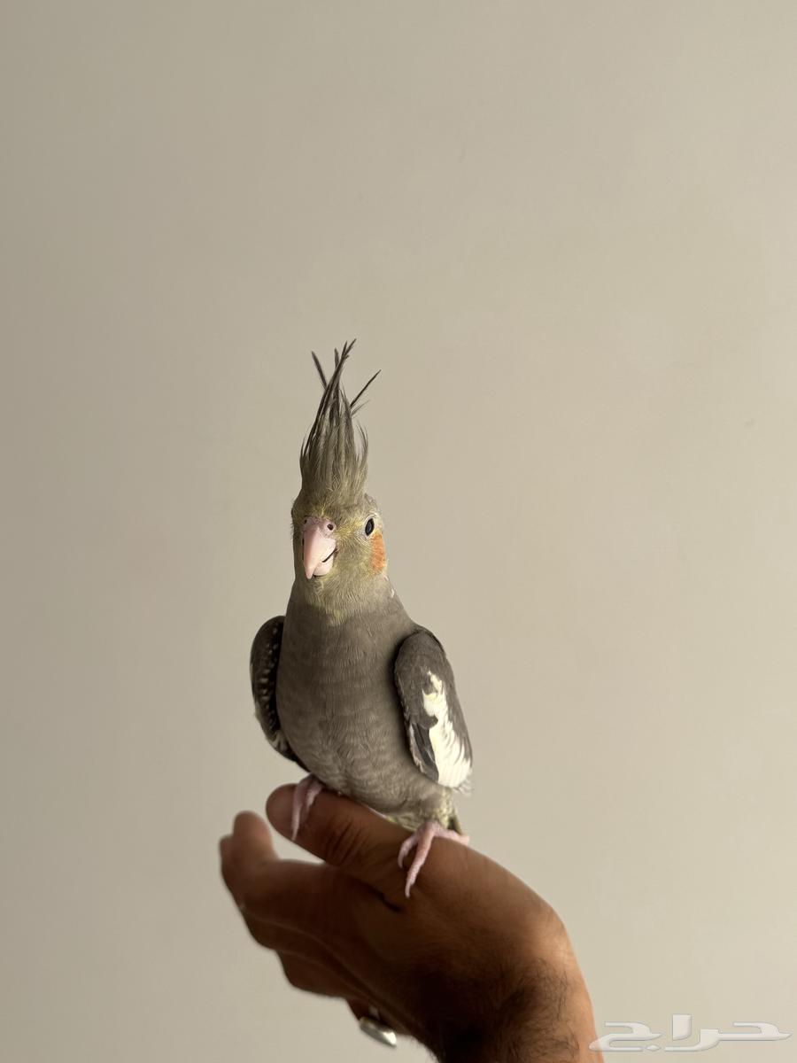 فرخ كروان اليف64546082371075111