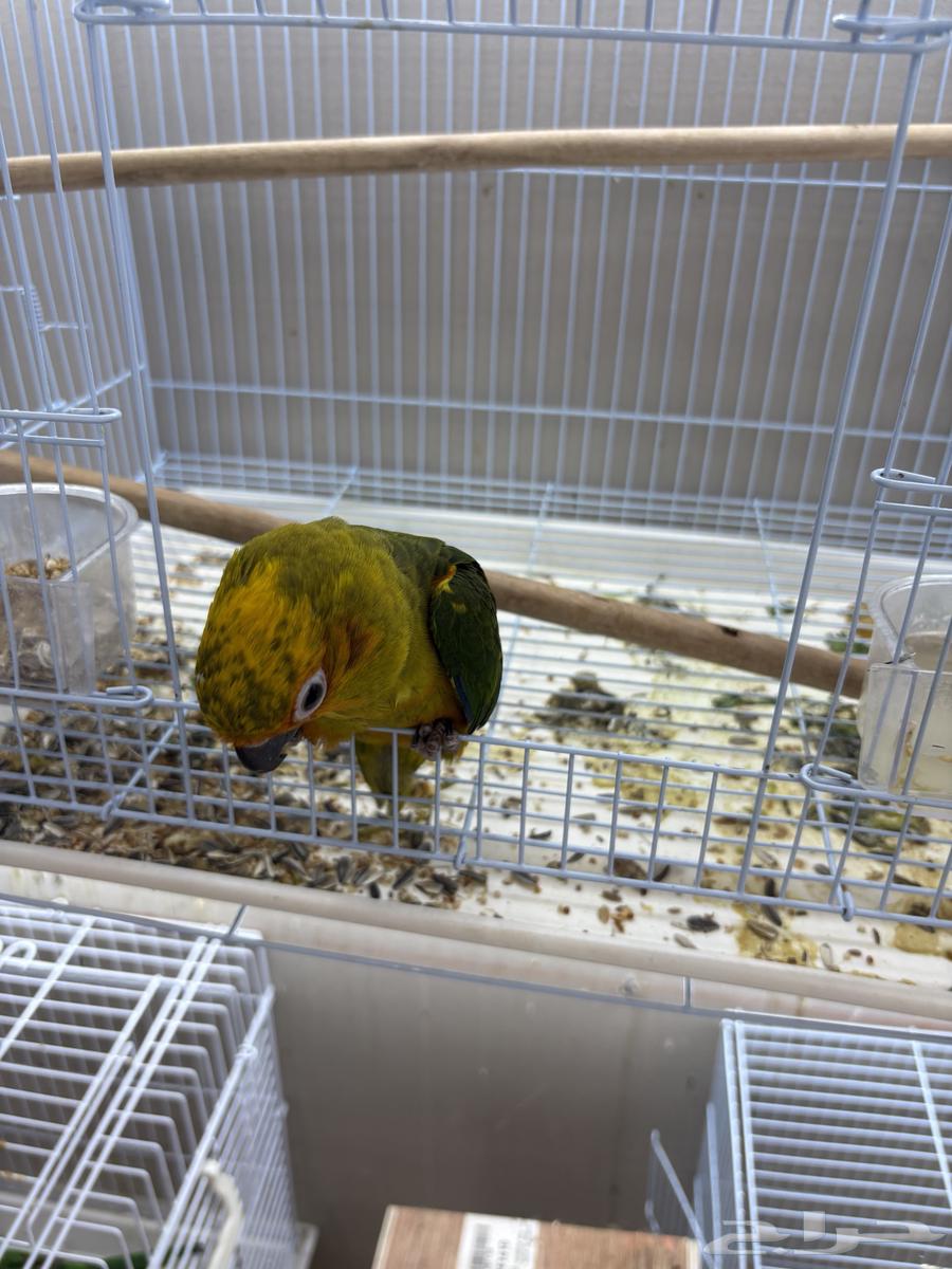 صن كنيور تم البيع64552076819585111