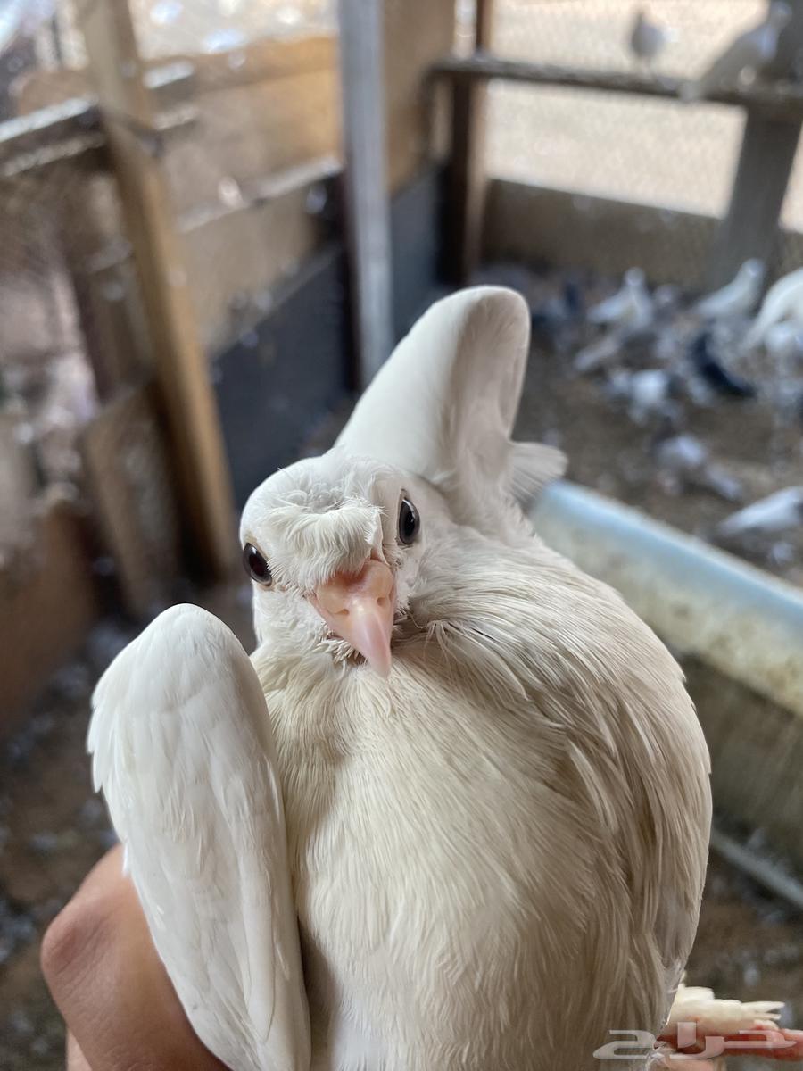 السلام عليكم. يوجد لي طبات اخوان بيض عمره شهر وصحه ممتازه64545475548418110