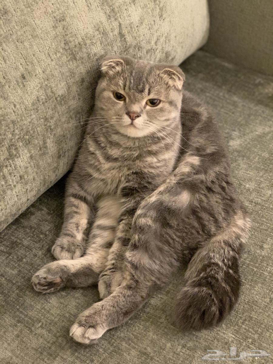 بسة للبيع64547610987393111